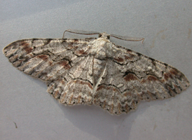Brown-shaded Gray